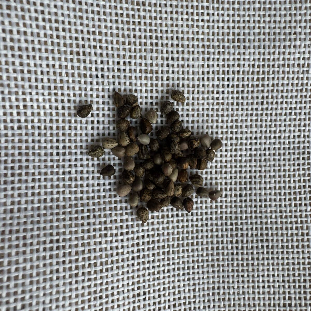 「種子5粒」ユーフォルビア ステリスピナEuphorbia stellispina拍卖