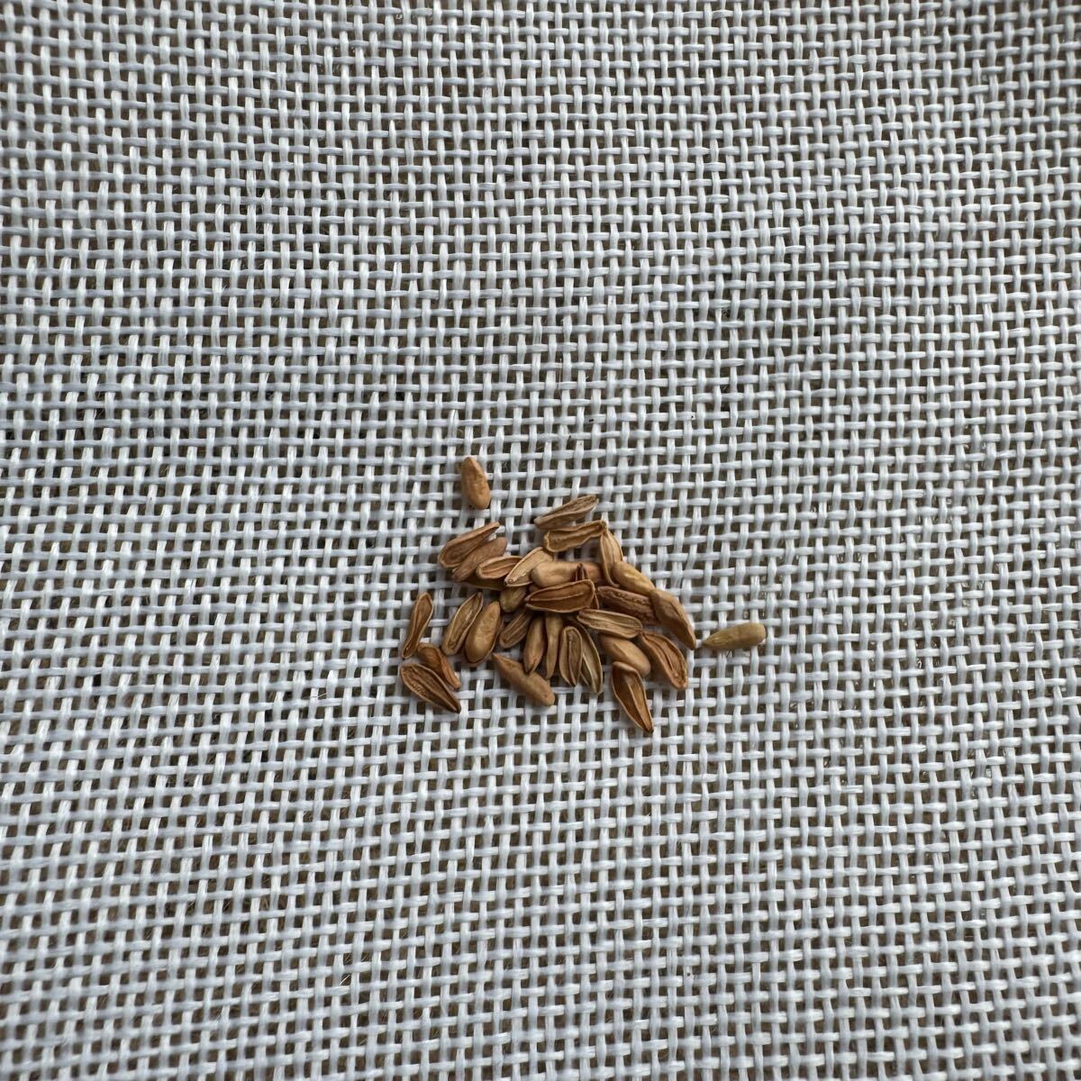 「種子50粒」パキポディウムグラキリスPachypodium gracilius拍卖