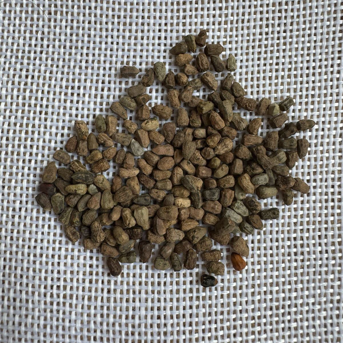 「種子5粒」ユーフォルビアシェーンランディEuphorbia schoenlandii拍卖