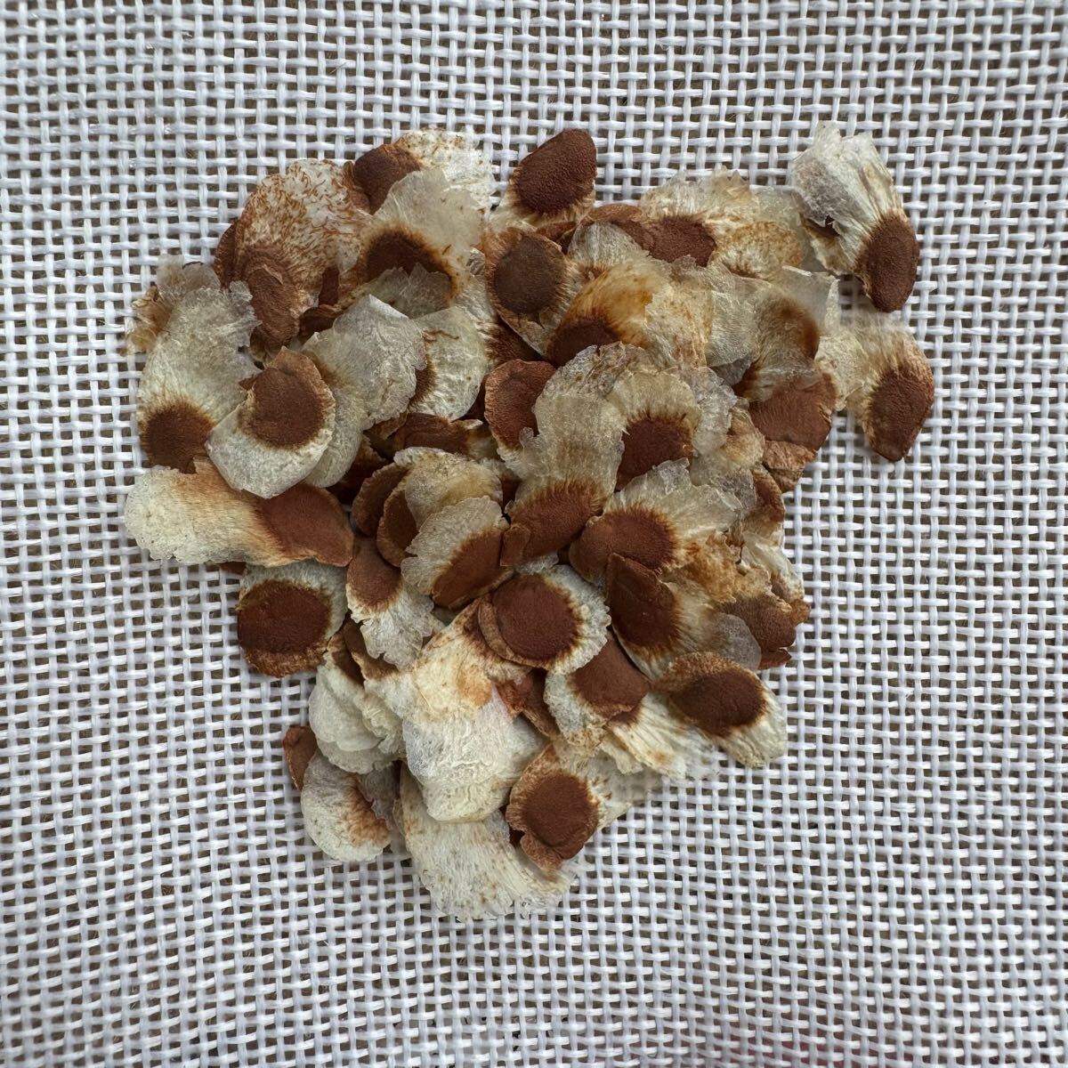 「種子10粒」亀甲竜 スコレア エレファンティペス Dioscorea elephantipes拍卖