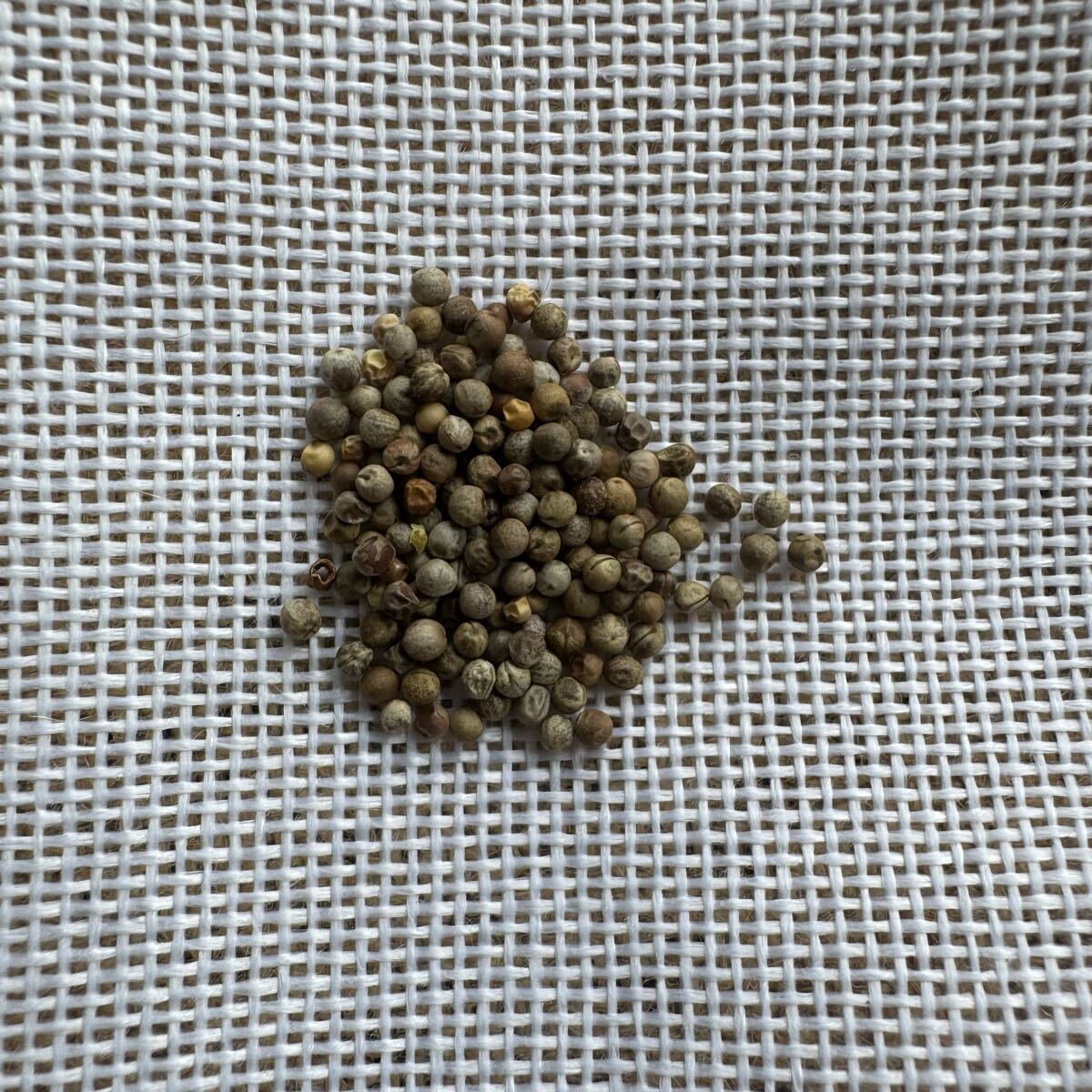 「種子10粒」ユーフォルビア・デシドゥアEuphorbia decidua拍卖