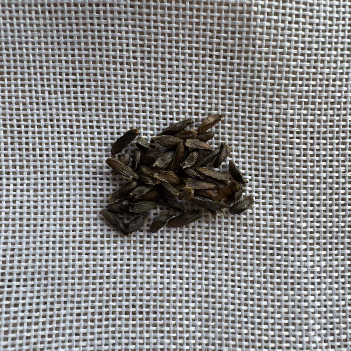 「種子10粒」 プテロディスクスアウランティアクス拍卖