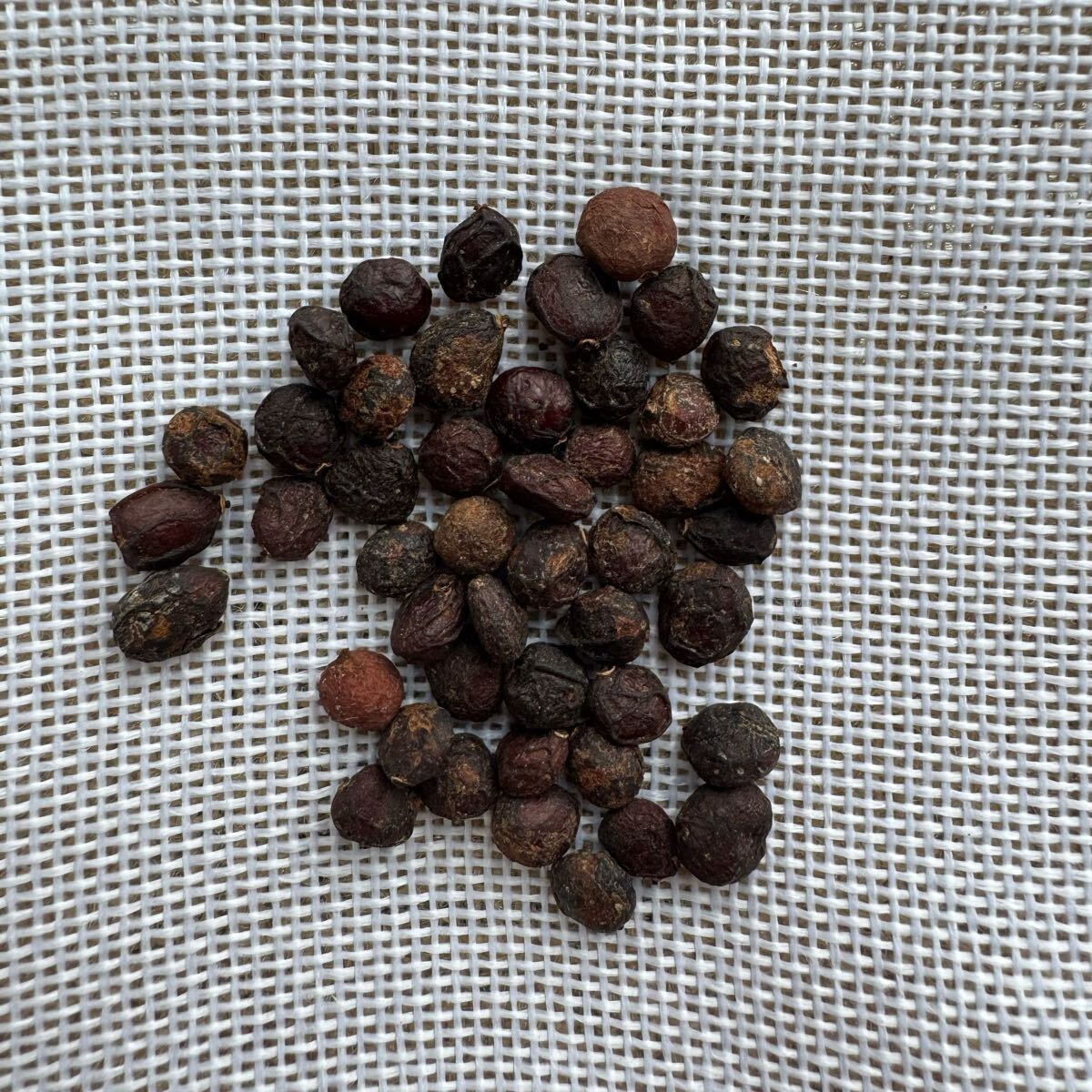 「種子50粒」オペルクリカリア パキプス Operculicarya pachypus拍卖