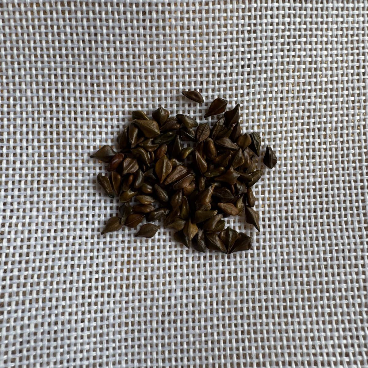 「種子50粒」センナ メリディオナリス Senna meridionalis拍卖