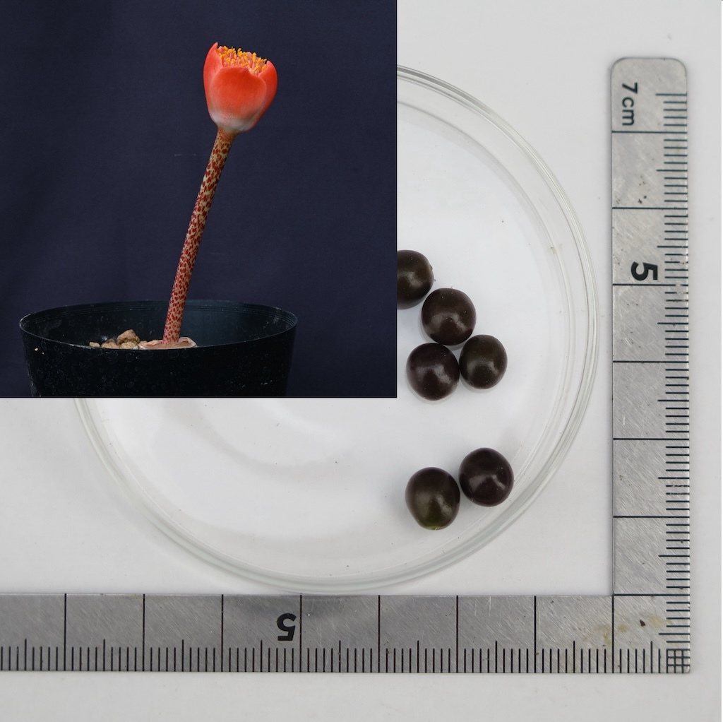 【種子5粒】ハエマンサス・コクシネウス(Haemanthus Coccineus) G拍卖