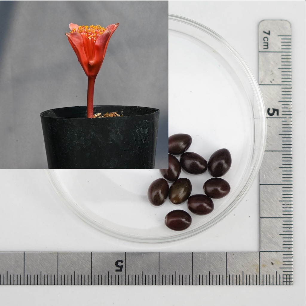 【種子5粒】ハエマンサス・コクシネウス(Haemanthus Coccineus) F拍卖