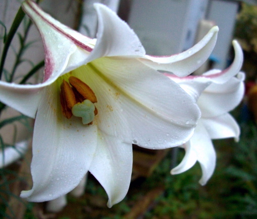 ○高砂ゆり 種で増える珍しい百合 自家採取 100粒 拍卖