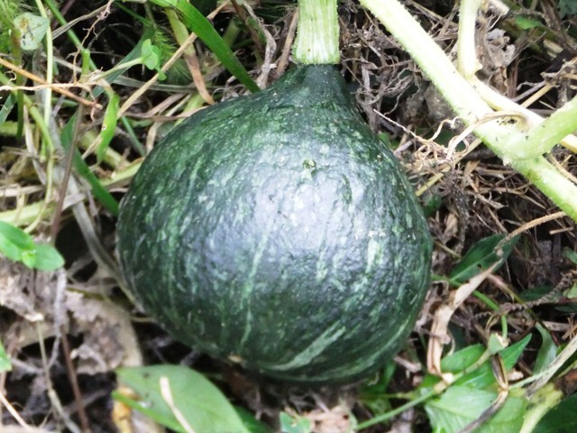 490.6.1◆トライ 家庭菜園 みやこ 栗かぼちゃ ホクホク系 カボチャ 10粒◆エスディージーズ 自然菜園 栽培 野菜種苗◆休耕地 相続農地 管理拍卖