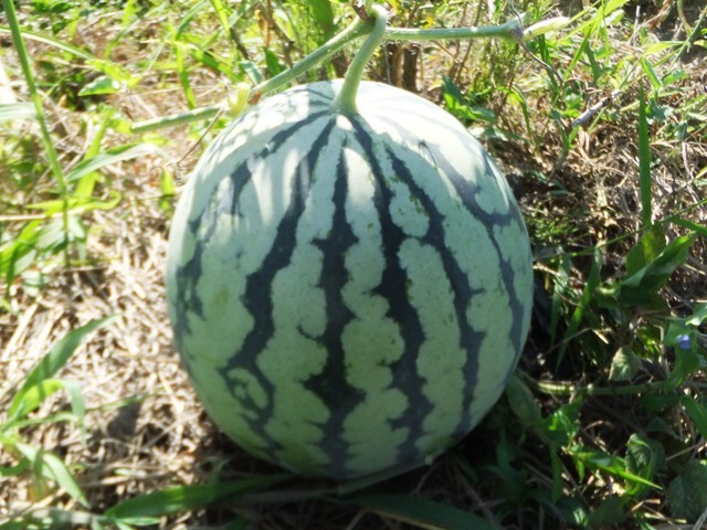 493.6.1◆スイカ 赤肉系 種 15粒◆トライ家庭菜園 コンパニオンプランツ 混植栽培 益虫活用 自然菜園エスディージーズ 耕作放棄地 相続農地拍卖