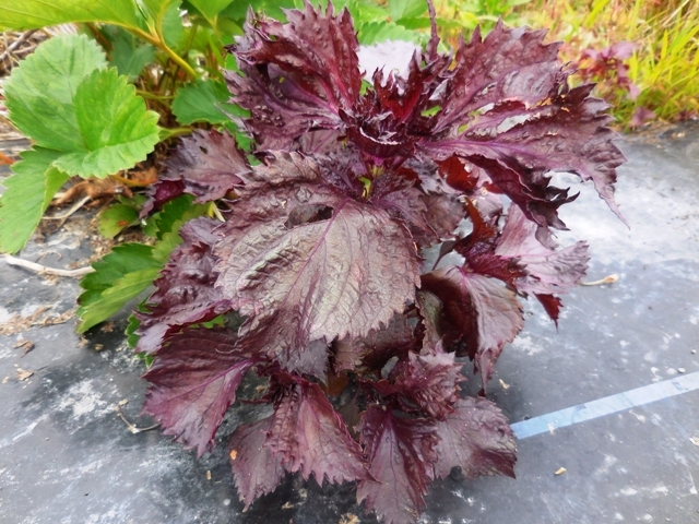 438.6.1◆昭和からの味 香り ちりめん 赤しそ 300粒 赤紫蘇 健康野菜◆和のハーブ トライ家庭菜園 プランター栽培◆無農薬 自然菜園 野菜種拍卖