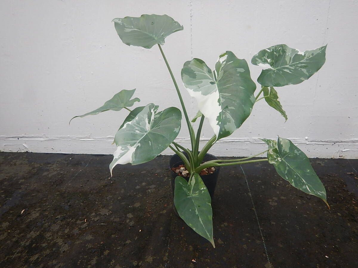 ★アロカシア★オキナワシルバー★苗 Alocasia odora ‘okinawa silver拍卖
