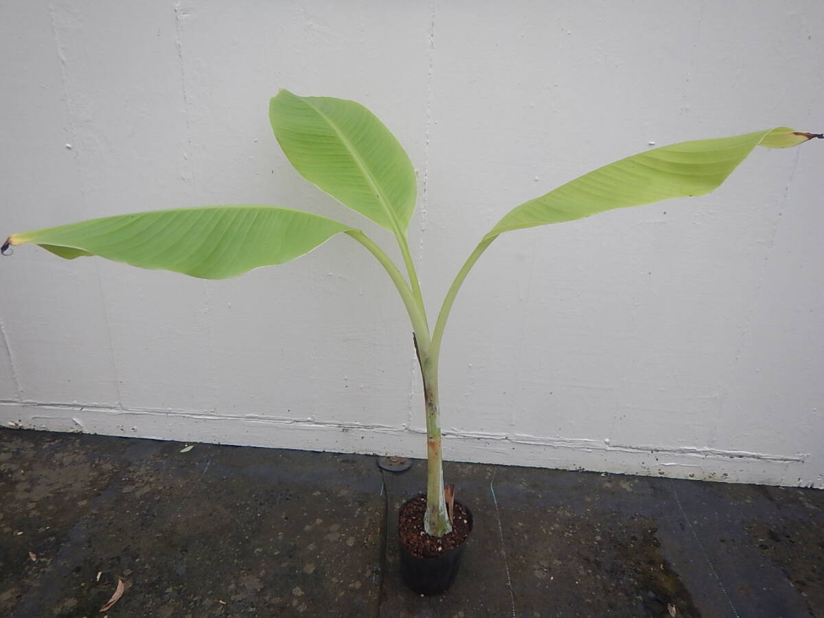 ★耐寒性バナナ★スノーバナナ★ 中苗拍卖