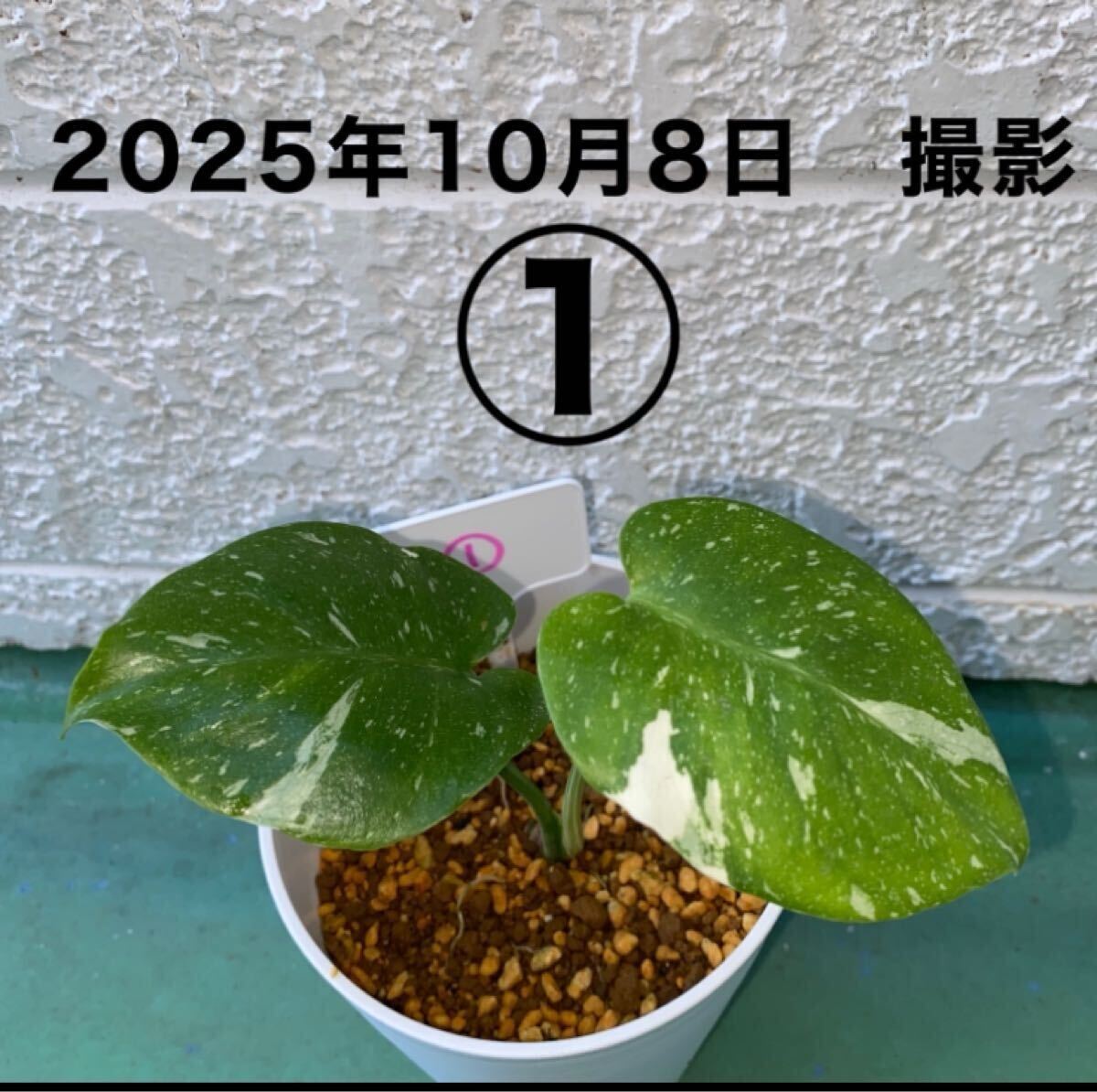 ■①■ 幼い株 レア希少モンステラ斑入り 小さな株から育てました タイコンステレーション拍卖