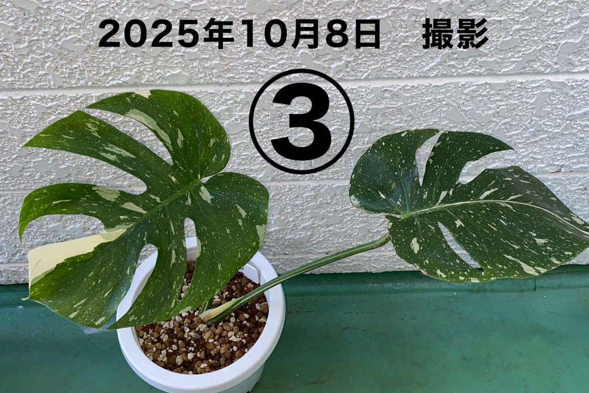 ■③■ レア希少モンステラ斑入り 小さな株から育てました タイコンステレーション拍卖