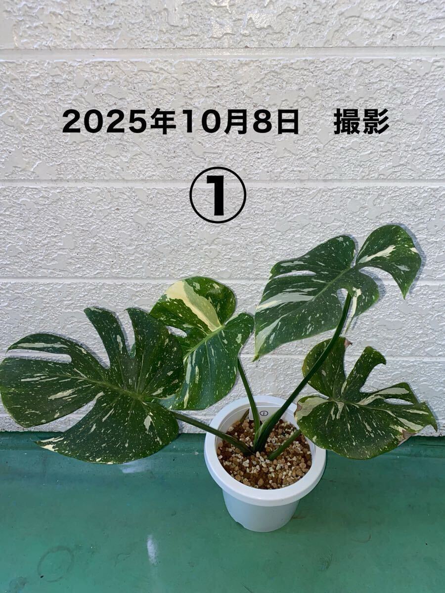 ■①■ レア希少モンステラ斑入り 小さな株から育てました タイコンステレーション拍卖