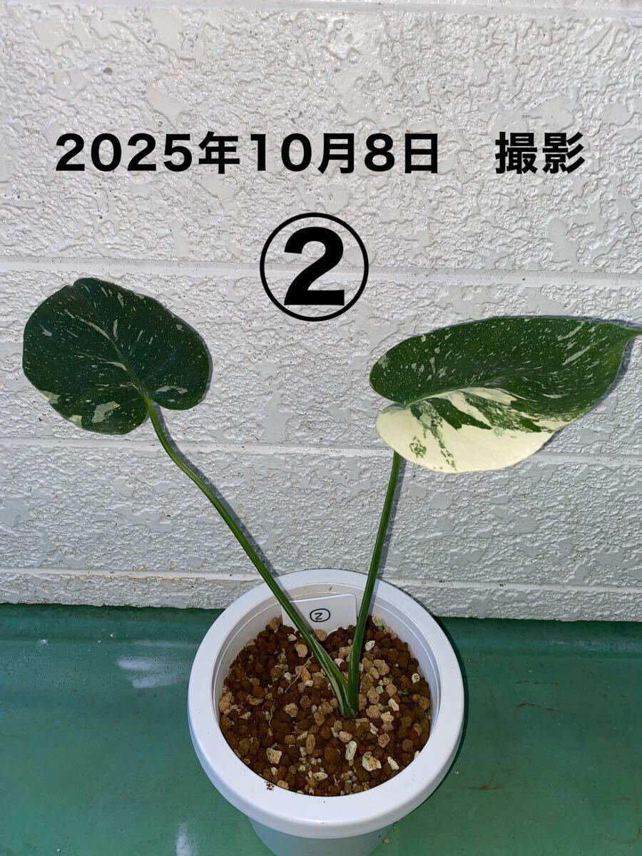 ■②■ レア希少モンステラ斑入り 小さな株から育てました タイコンステレーション拍卖