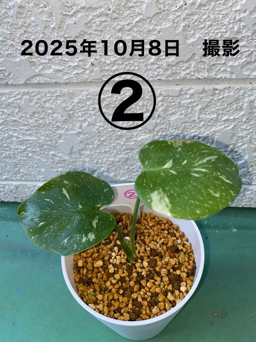 ■②■ 幼い株 レア希少モンステラ斑入り 小さな株から育てました タイコンステレーション拍卖