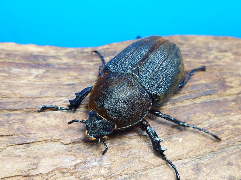 D・Hヘラクレス FF0F-FF136×0F-OAKS170 ♀75ミリ・単品拍卖