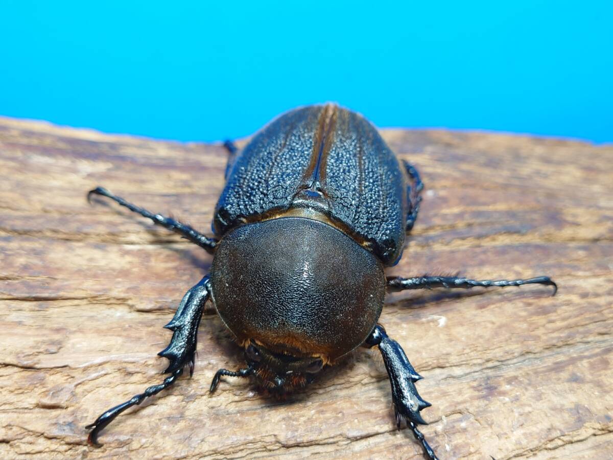 【red goblin47】D・Hヘラクレス BULL♀74ミリ・単品拍卖