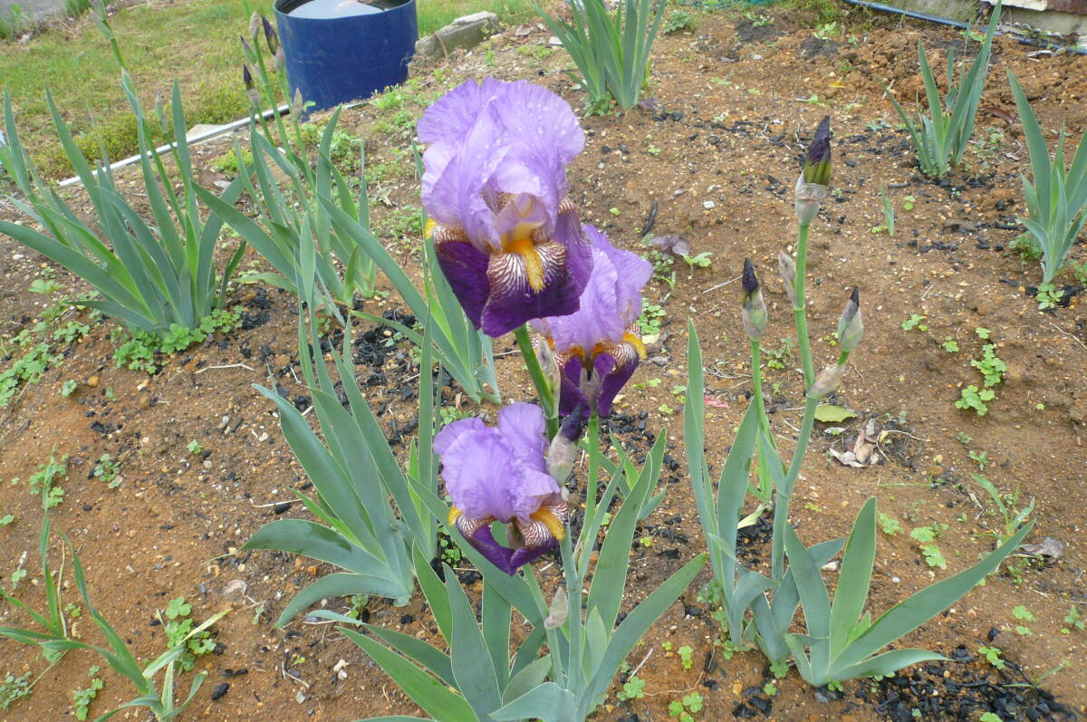 ジャーマンアイリス紫色2拍卖