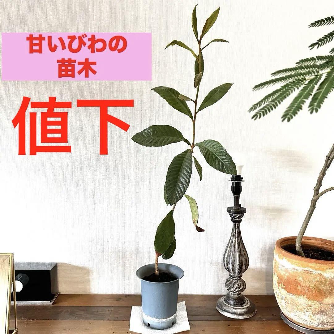 できれば引取り希望②枇杷の木 苗木 ビワ びわの苗木 びわの木 ビワの木 びわの葉 びわの葉拍卖