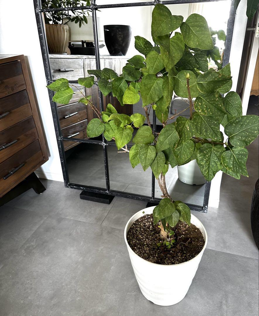 ●引取り限定●100cm 苗 ライラック 苗木 花苗 鉢付き 庭木 姫ライラック拍卖