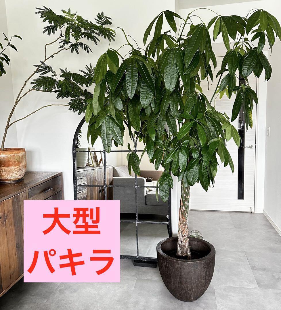 値下●引取り限定●大型 パキラ 180cm ねじりパキラ 観葉植物 植木 庭木拍卖