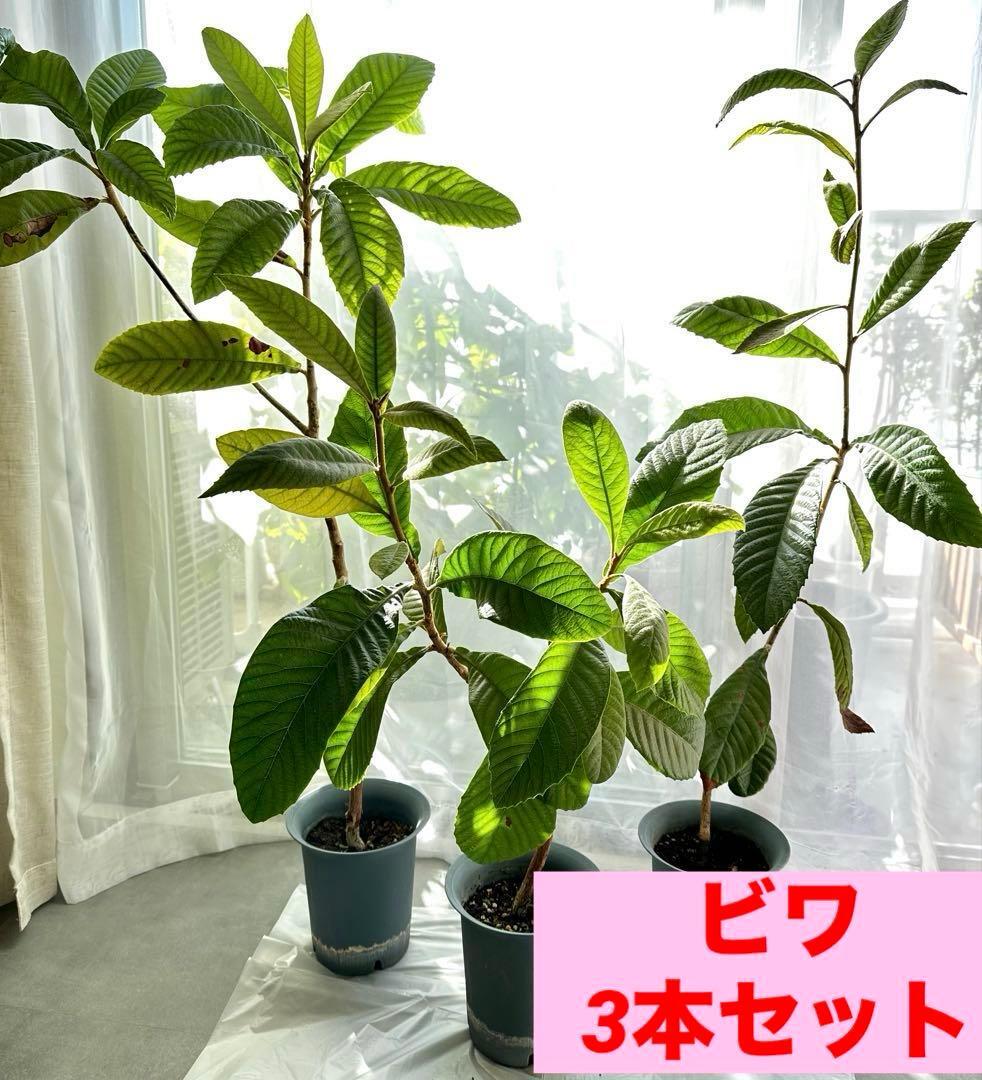 3本枇杷の木 枇杷の葉 ビワ びわの苗木 びわの木 果樹苗 ビワの木 びわの葉拍卖