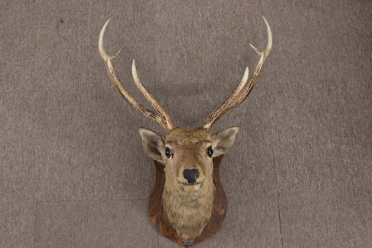 十勝鳥獣剥製社 蝦夷鹿 剥製 ハンティングトロフィー 幅77cm 角長さ67cm エゾシカ 壁掛け 直接引取可能 10-C133/1/260拍卖