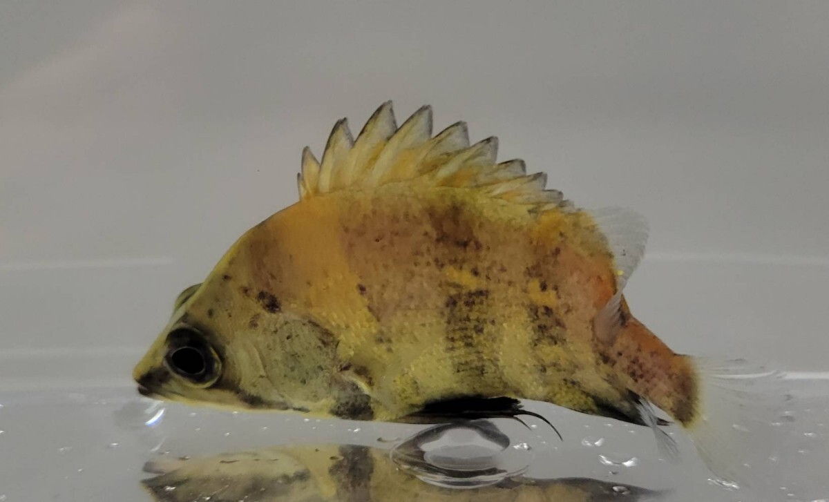 ニューギニアダトニオ 8センチ 拍卖