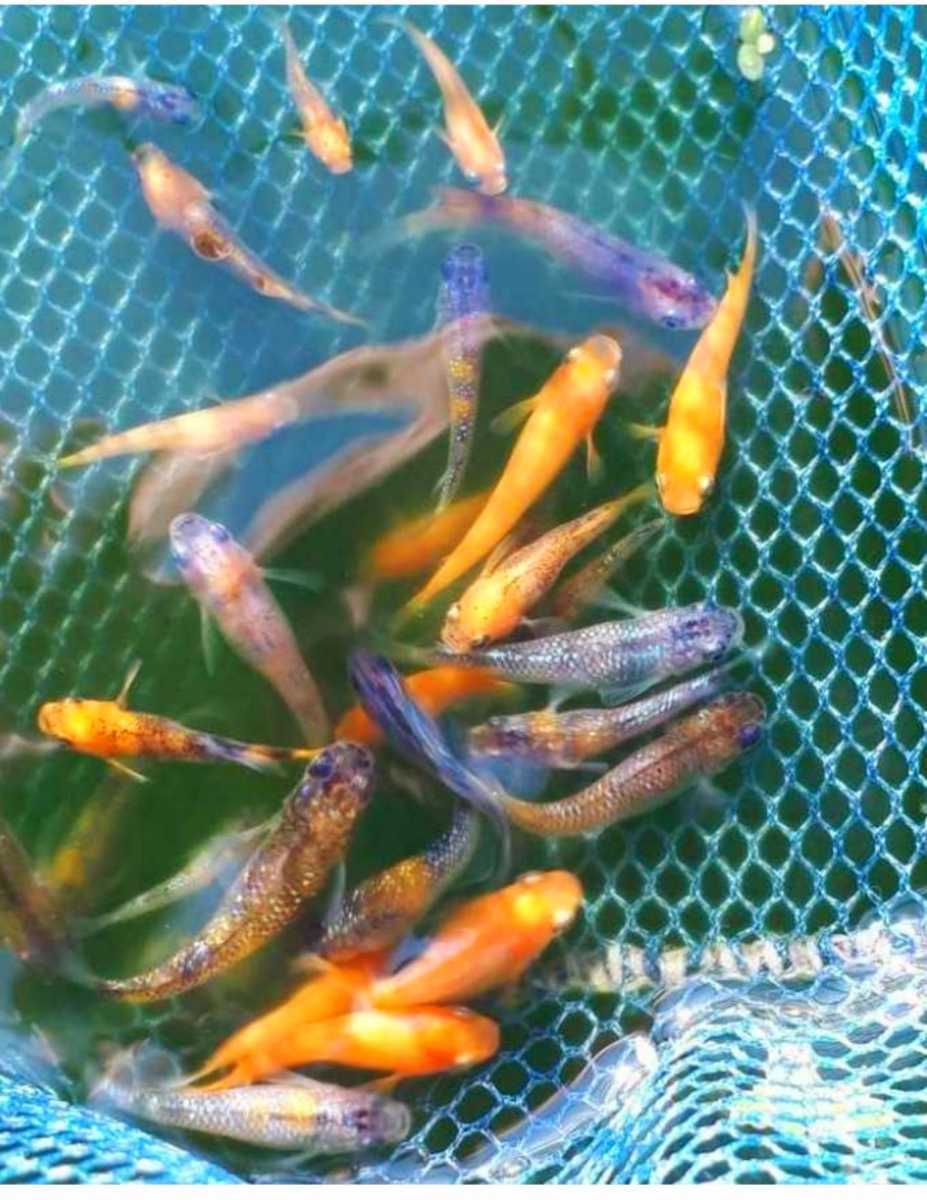 上物 ミックスメダカ20匹拍卖