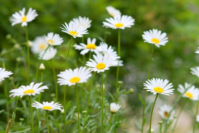 【送料無料】ノコンギク種子100個拍卖