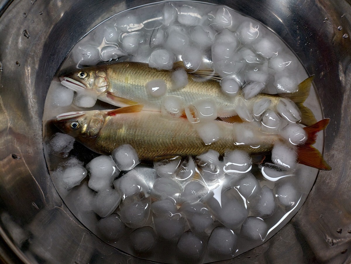 山口県産天然鮎18㌢〜20㌢【30匹】拍卖