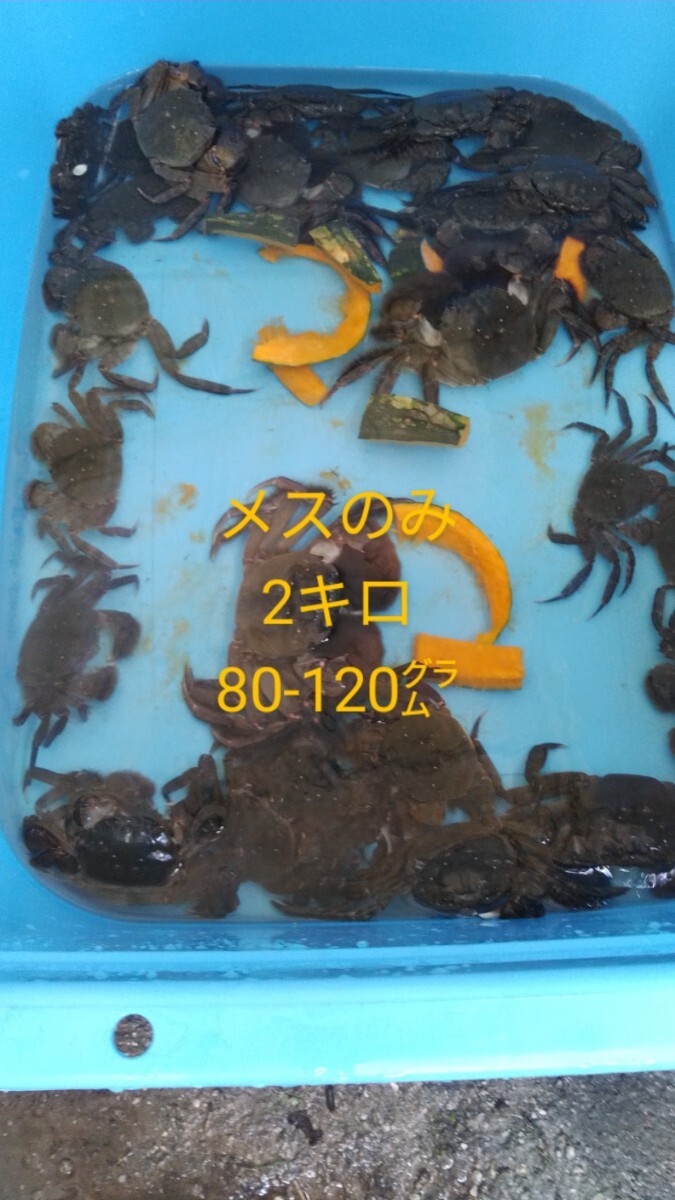 モクズガニメス約80㌘以上約2キロ拍卖