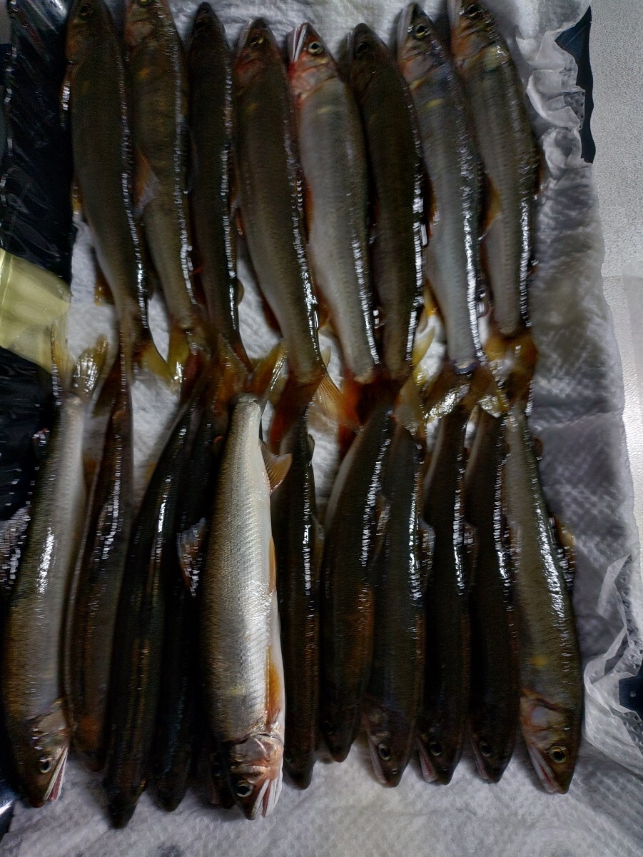 山口県産天然鮎15→18㌢【20匹】拍卖