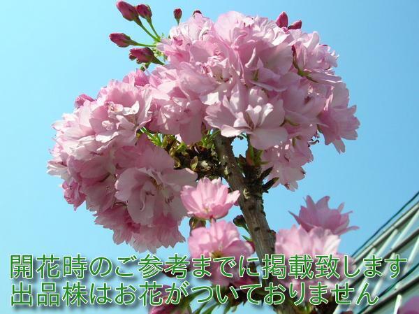 1029◯ 現品処分1280円開始♪一才桜◇旭山・アサヒヤマ◇拍卖