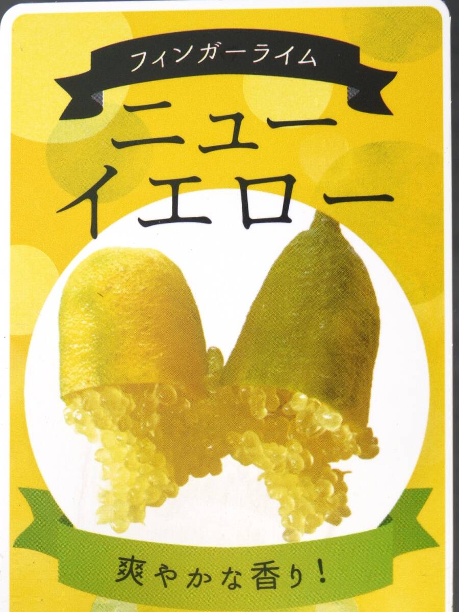 即決2200円 P♪柑橘系果樹苗フィンガーライム・ニューイエロー拍卖