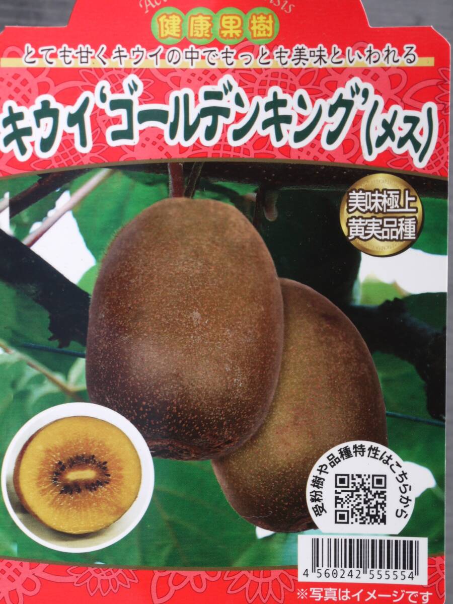 即決2630円♪果樹苗キウイ◇メス◇ゴールデンキング◇拍卖