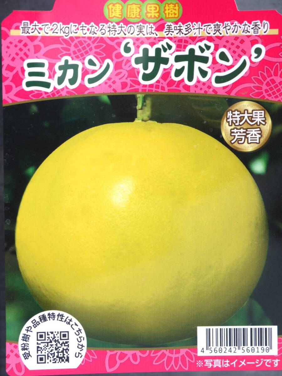 即決2750円♪柑橘系果樹苗ザボン1年生株拍卖