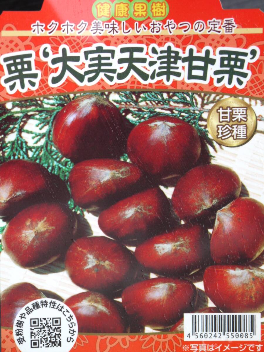 即決1790円♪果樹苗☆クリ・栗・くり◇大実天津甘栗◇拍卖