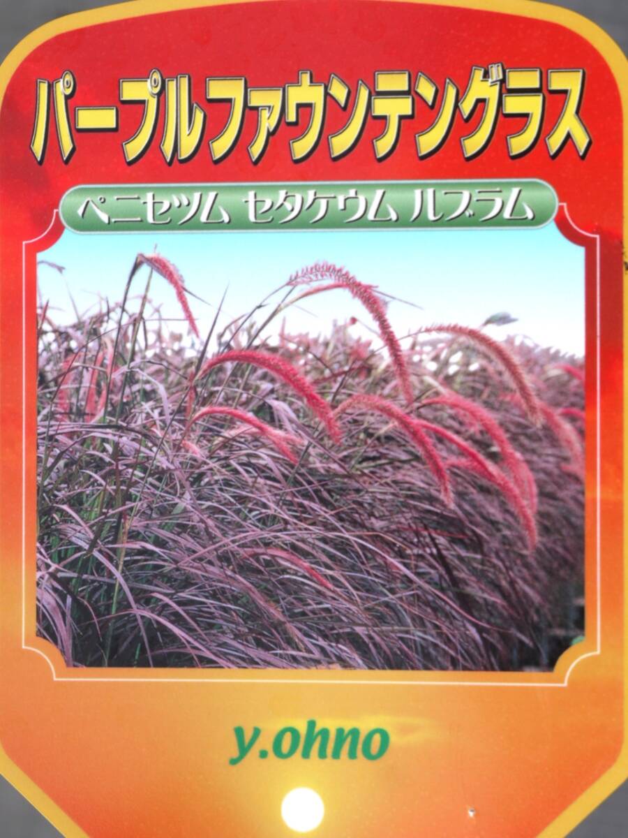 1030◯ 600円開始♪パープルファウンテングラス拍卖