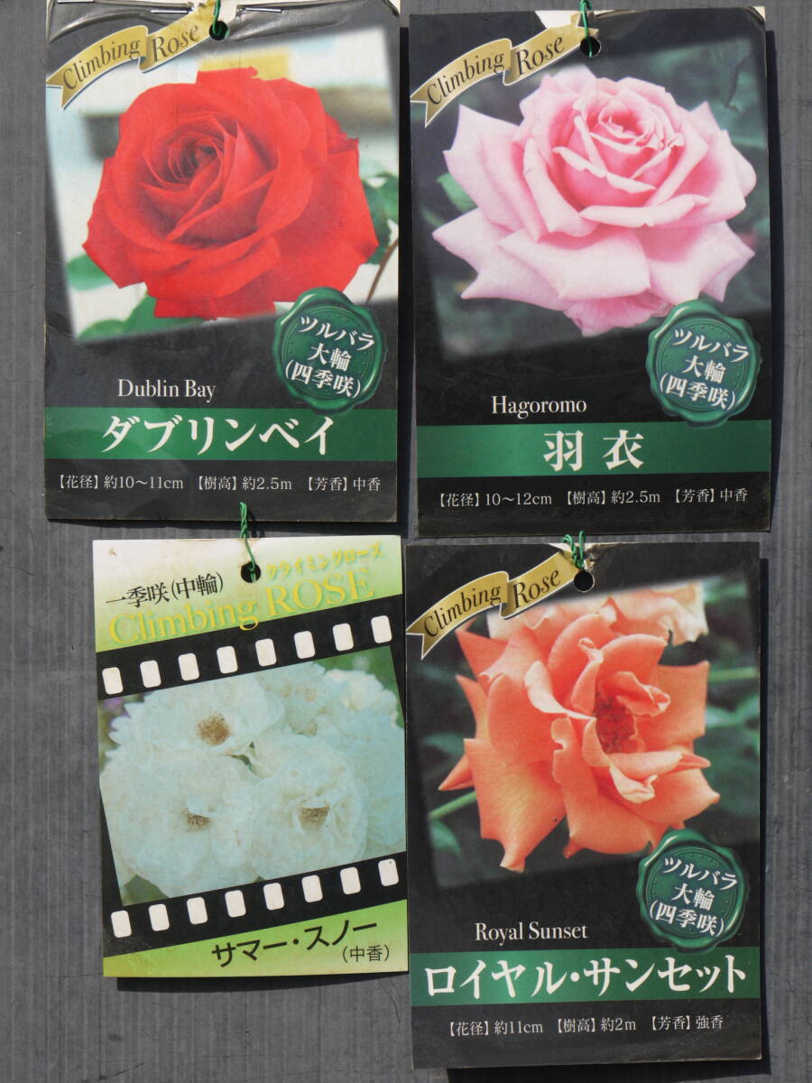 1030◯ 現品処分2300円開始♪CL つる・ツル性バラ苗4株セット◆D◆拍卖
