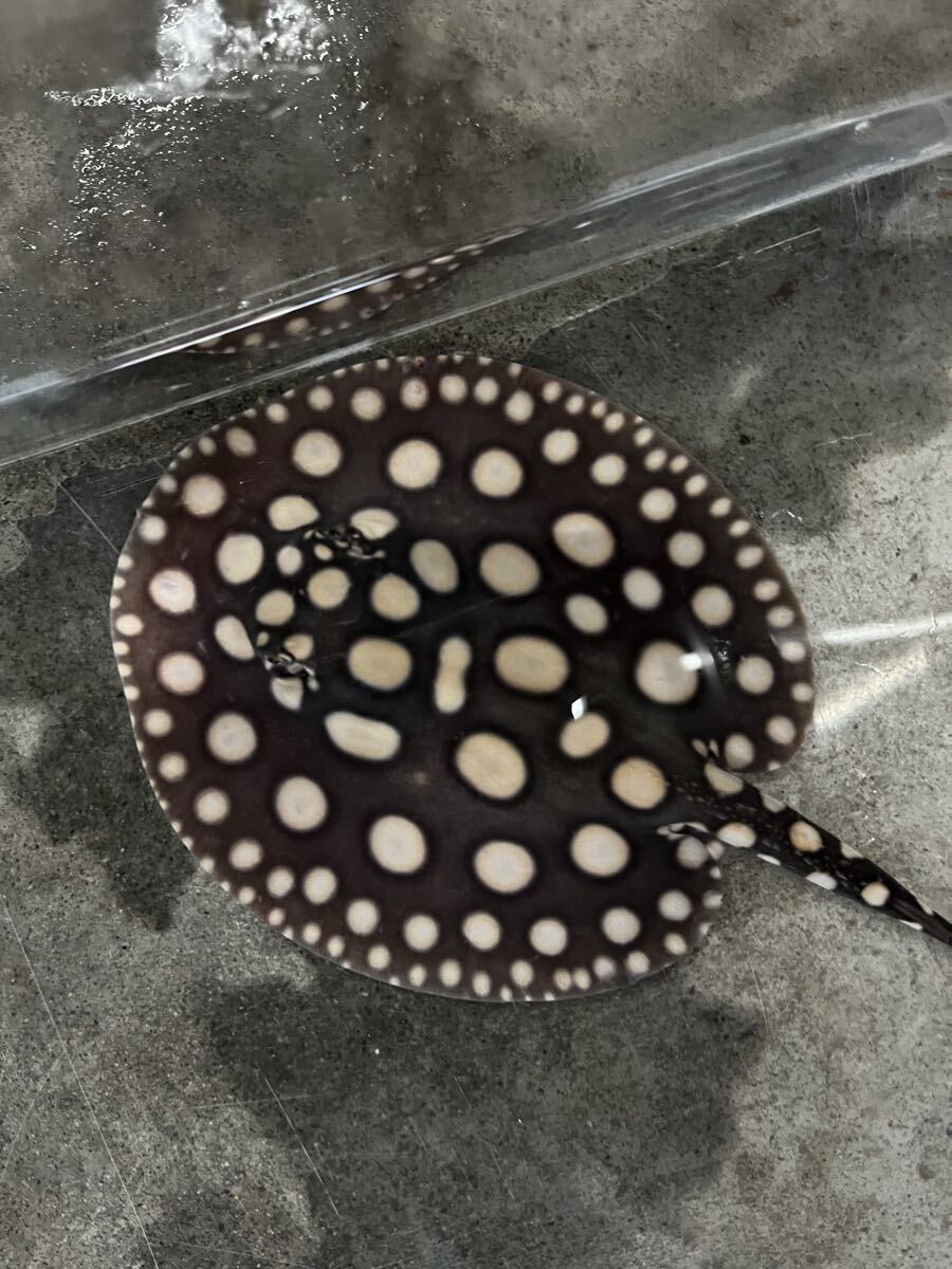 SWC 最高級!台湾エイ! 淡水エイ 15センチ±オス個体♂ダイヤモンドポルカ×スーパーホワイトダイヤ拍卖