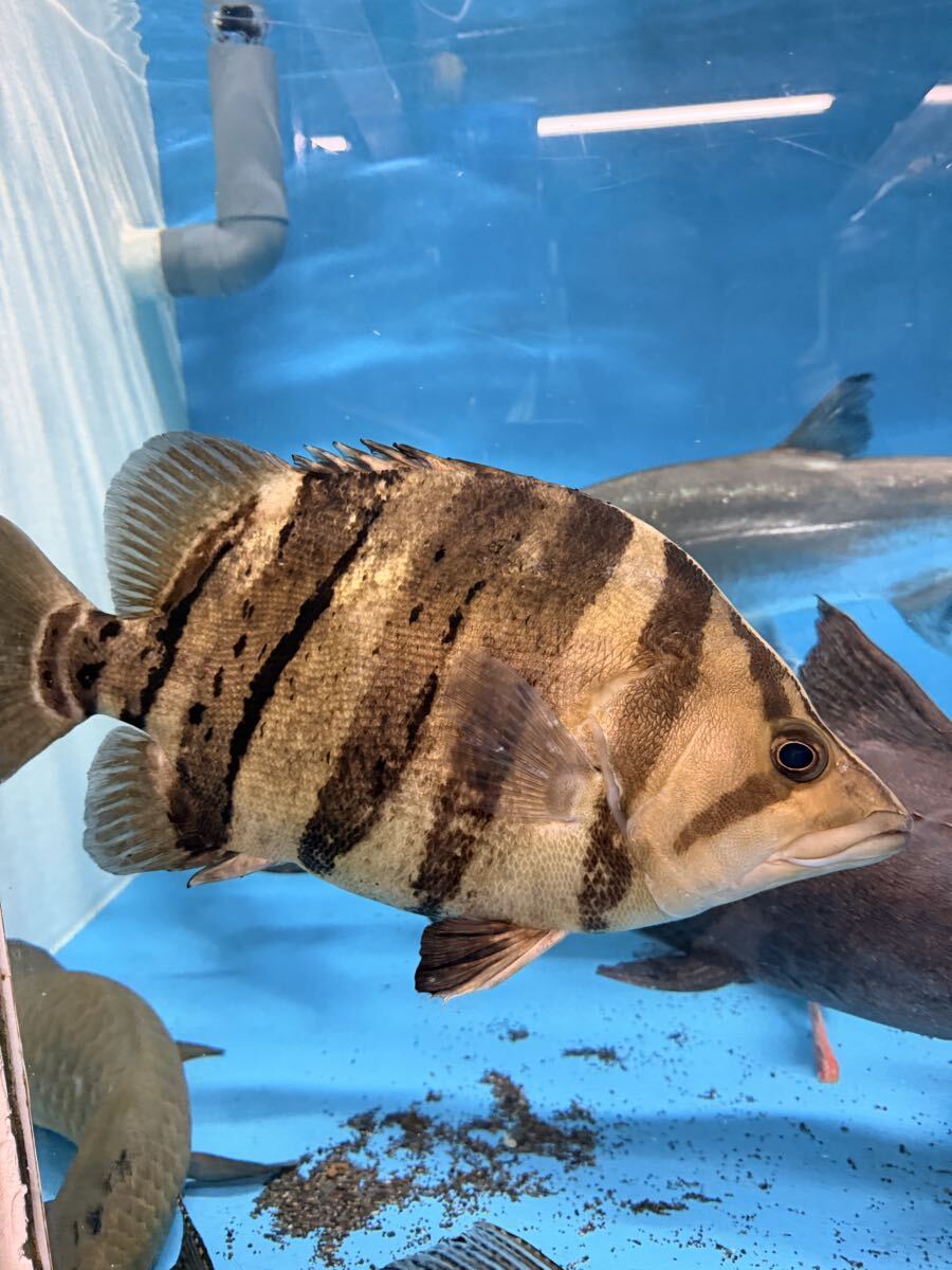 体型抜群!50センチ! ダトニオプラスワン スマトラタイガー!なんでも食べます! ダトニオ拍卖