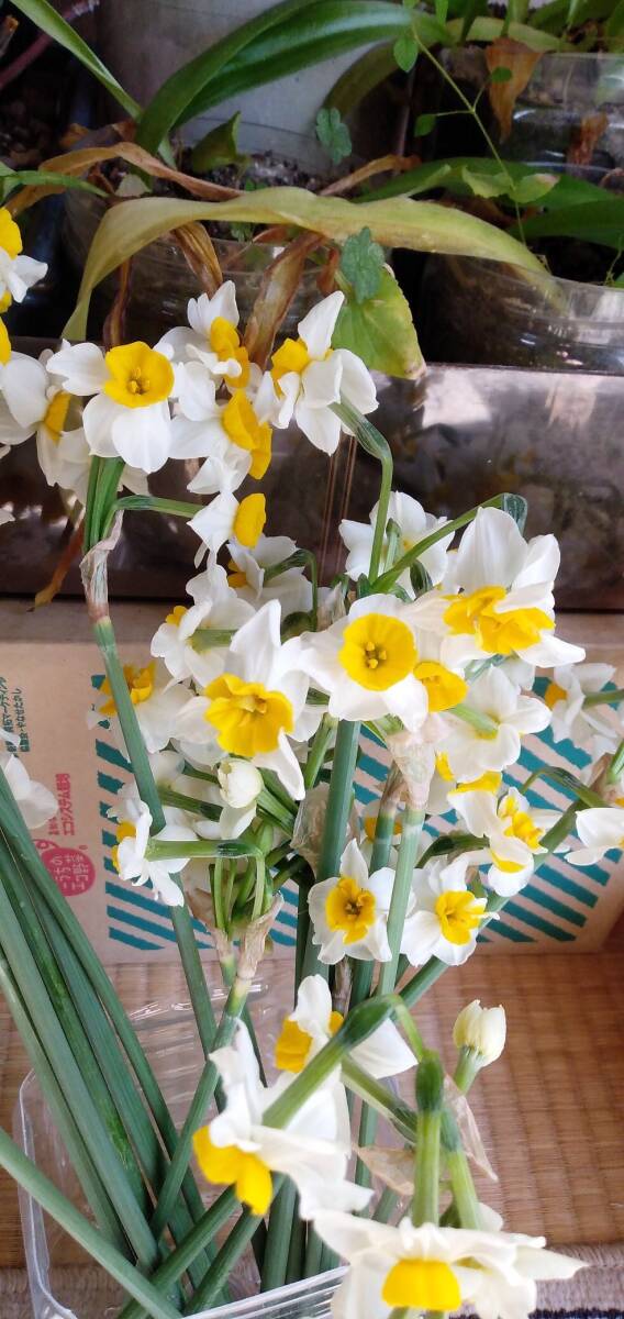 ニホンスイセン日本水仙◆中小サイズ混合8個を1セットで150円+特に希望無ければ送料170円(第四種郵便・追跡無補償無)で発送予定拍卖