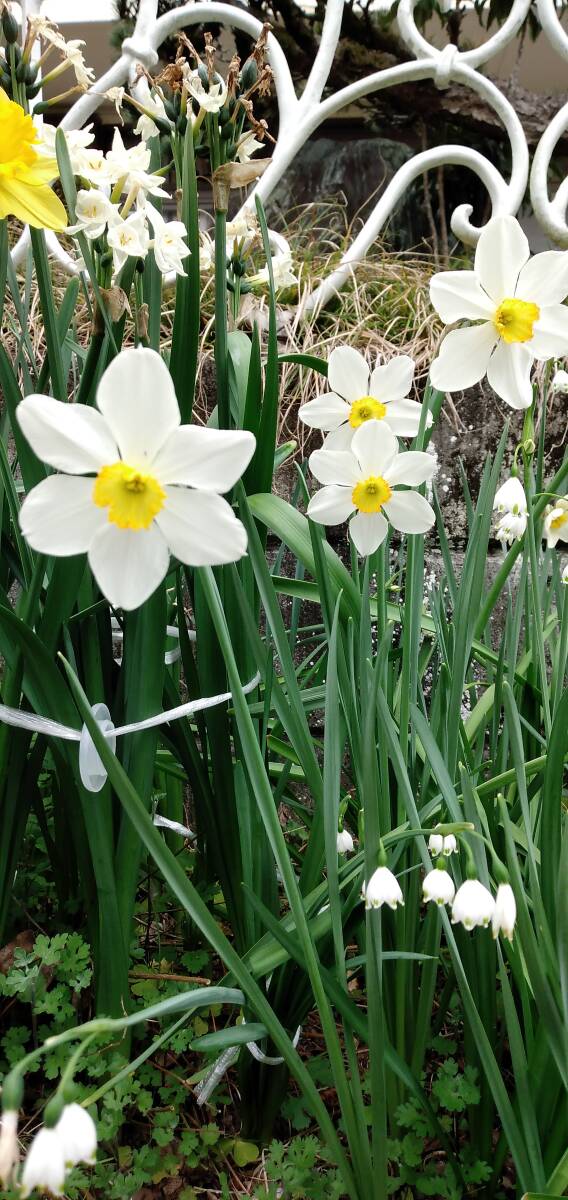 4)スイセン品種不明ラッパスイセンの小杯タイプのような感じ◆中小サイズ混合12個を1セットで150円+希望無ければ送料170円第四種郵便発送拍卖