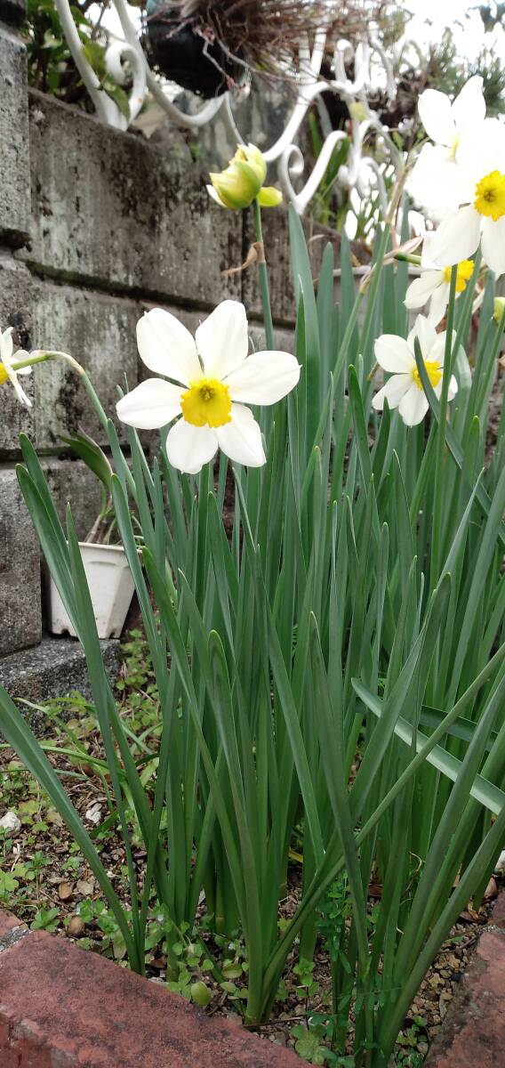 5)スイセン品種不明ラッパスイセンの小杯タイプのような感じ◆中小サイズ混合20個を1セットで180円+希望無ければ送料210円第四種郵便発送拍卖