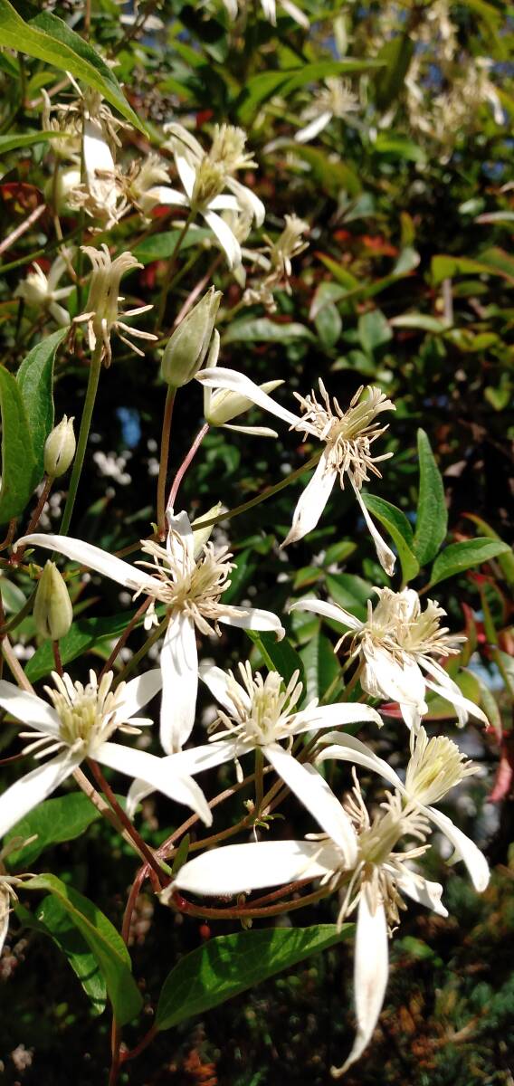 2)センニンソウ仙人草◆野生クレマチスの仲間◆1ポット=180円~+希望無ければ送料210円第四種郵便追跡無補償無で発送。土を落として発送拍卖