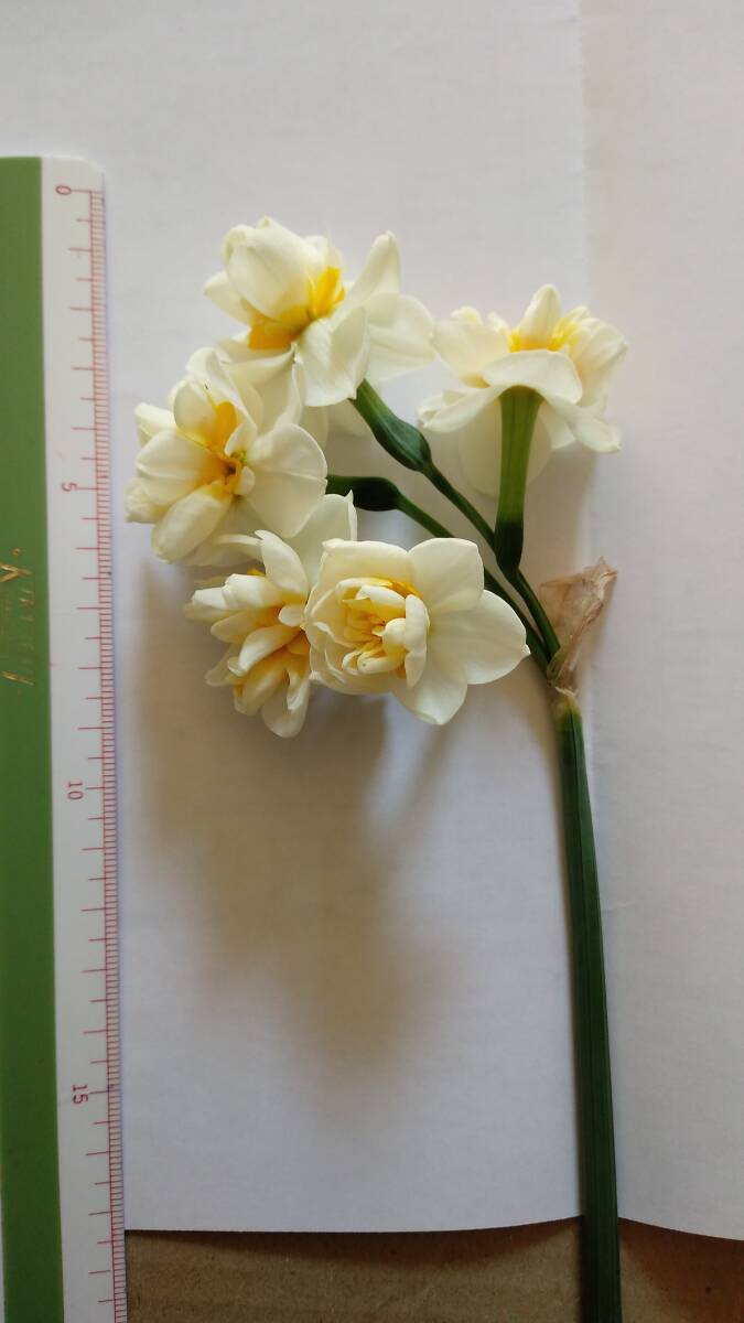 ニホンスイセン八重咲◆小サイズ2個を1セットで80円+特に希望無ければ送料130円(第四種郵便・追跡無補償無)で発送予定拍卖