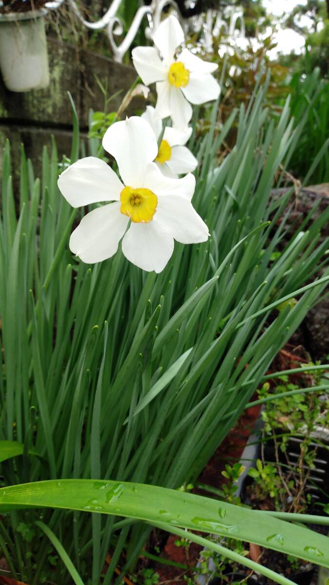 スイセン品種不明ラッパスイセンの小杯タイプのような感じ◆中小サイズ混合10個を1セットで150円+希望無ければ送料130円(第四種郵便)で発送拍卖